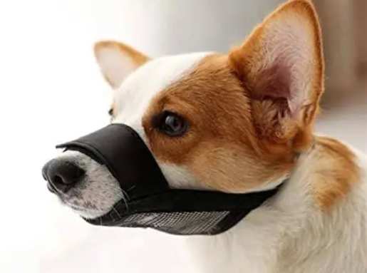 狗頭套適應