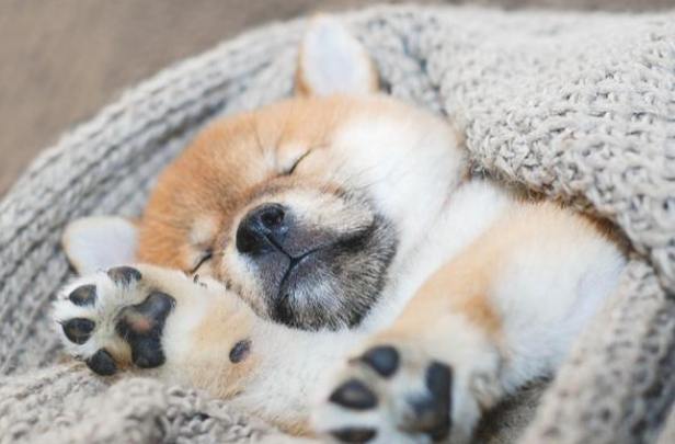 小狗睡眠時間 小狗睡眠時間