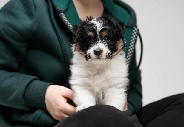 幼犬籠內訓練 幼犬籠內訓練