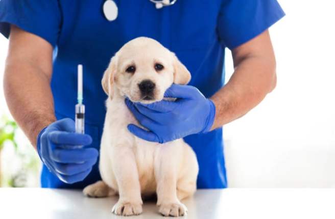狗疫苗接種時間 狗疫苗接種時間