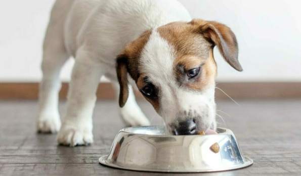 狗狗不吃飯原因