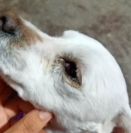 狗狗眼屎多原因