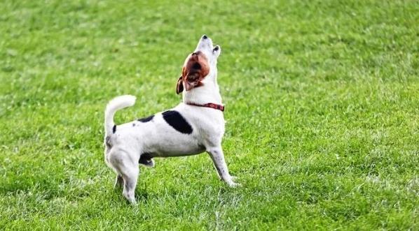 狗狗行為訓練 狗狗行為訓練