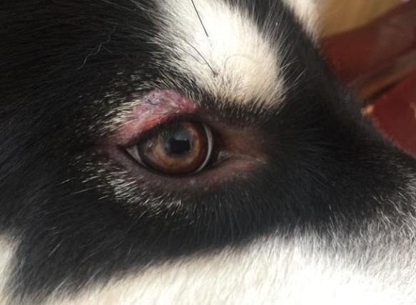 狗狗眼睛發紅原因 狗狗眼睛發紅原因