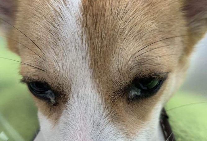 狗狗眼屎多原因