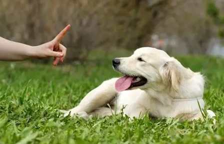 狗狗行為訓練 狗狗行為訓練