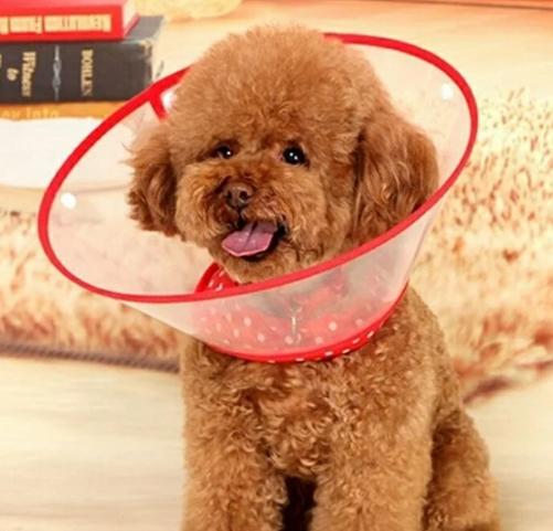 如何給狗戴頭套