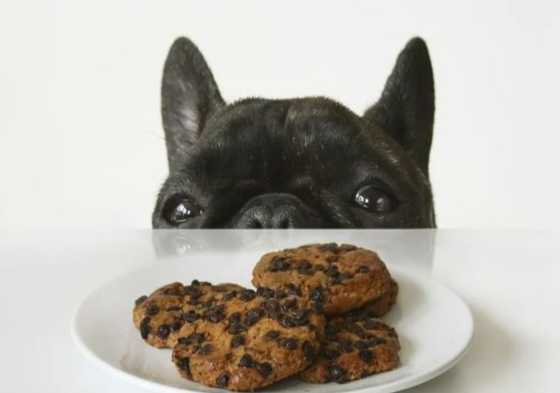 巧克力餅乾狗狗 巧克力餅乾狗狗