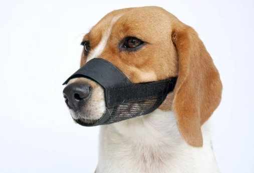 寵物頭套飲水方法