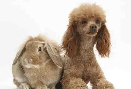 玩具貴賓體重管理 玩具貴賓體重管理