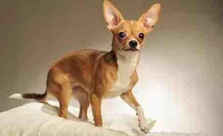 吉娃娃平均壽命 吉娃娃平均壽命