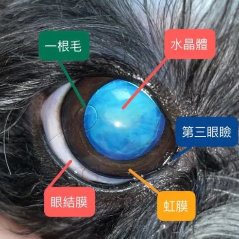 狗眼周發炎症狀