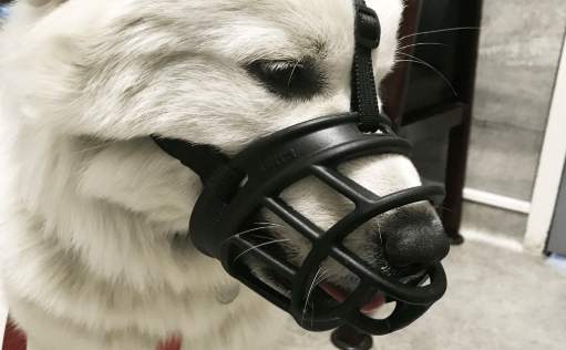 防吠狗嘴套 防吠狗嘴套