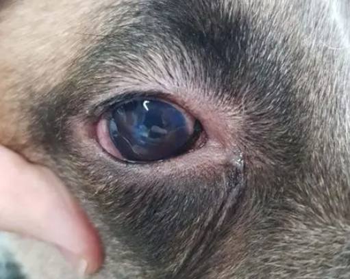 狗眼睛有紅點