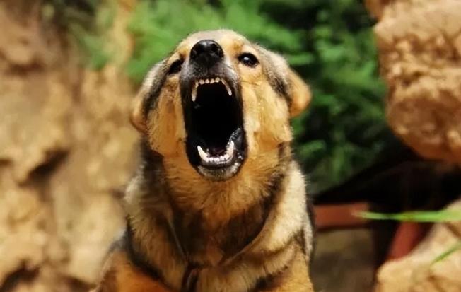 制止狗狗叫聲訓練 制止狗狗叫聲訓練