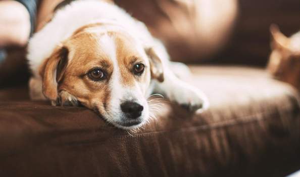 狗吠訓練方法 狗吠訓練方法