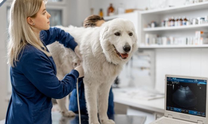 狗腦瘤失明症狀