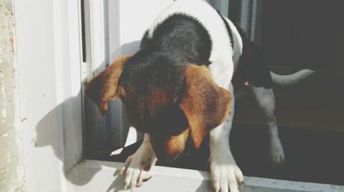 狗叫聲投訴方法