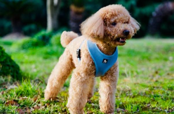 貴賓狗大小 貴賓狗大小