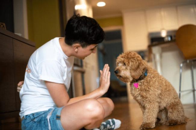 狗狗飼養心理 狗狗飼養心理