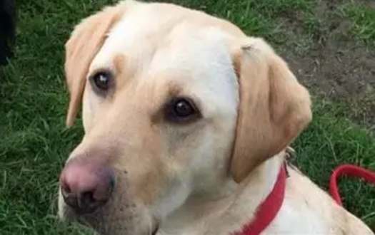 如何判斷狗狗黑色素瘤良性