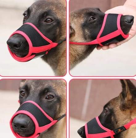 狗狗戴頭套喝水