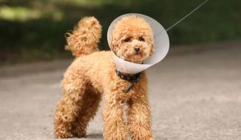 寵物頭套餵食方法