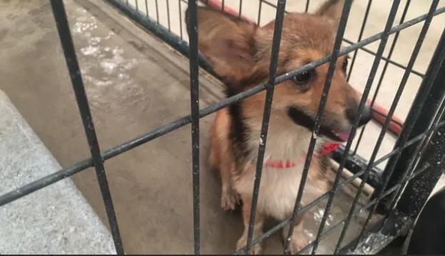 幼犬關籠多久合適