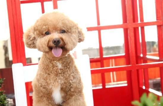 貴賓狗顏色遺傳 貴賓狗顏色遺傳