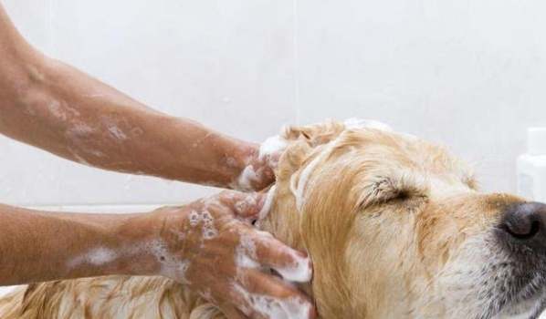 狗狗感冒洗澡 狗狗感冒洗澡