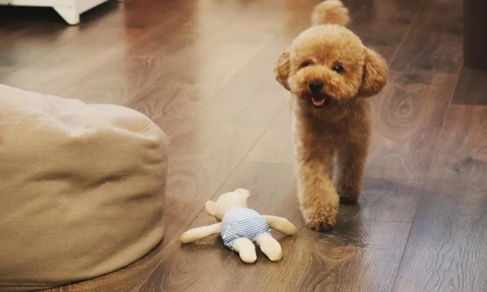 貴賓狗大小 貴賓狗大小