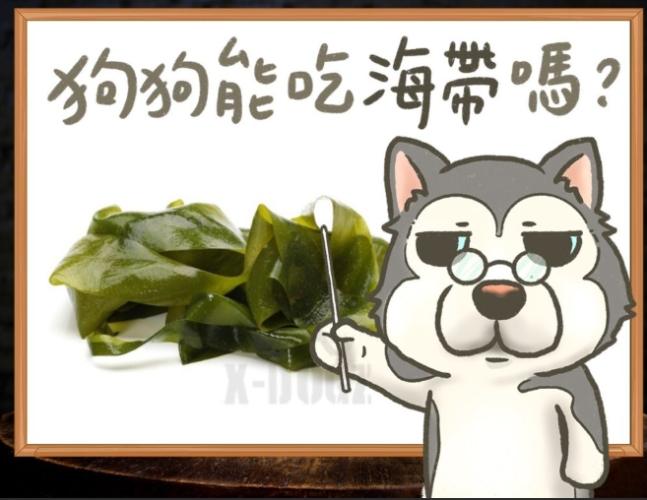 狗狗吃海帶 狗狗吃海帶