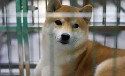 狗狗分離焦慮 狗狗分離焦慮