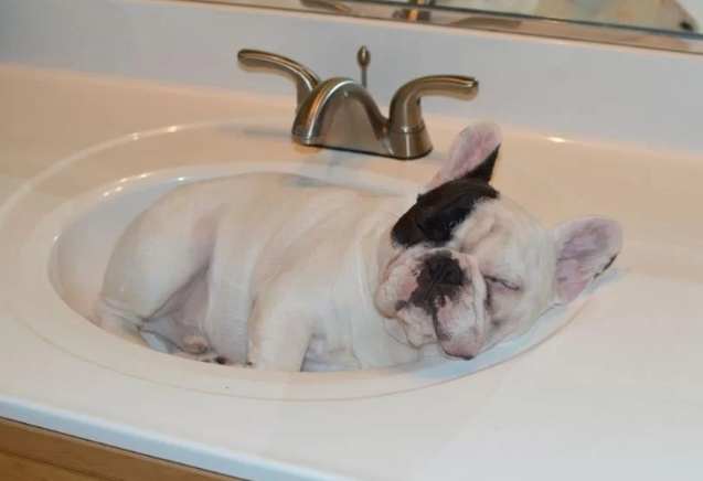 法國鬥牛犬洗澡