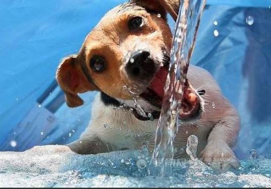 狗狗不喝水原因