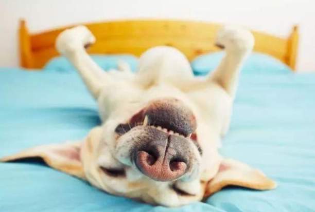 狗狗頭套睡覺技巧