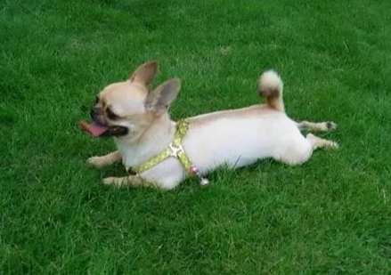 如何延長吉娃娃壽命 如何延長吉娃娃壽命