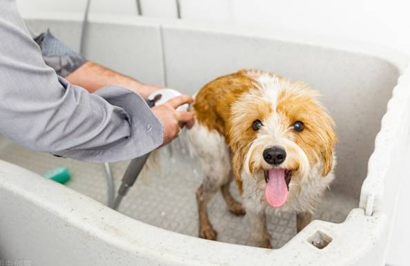 感冒狗狗洗澡風險 感冒狗狗洗澡風險