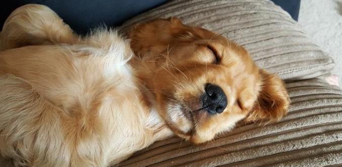 老年犬健康問題