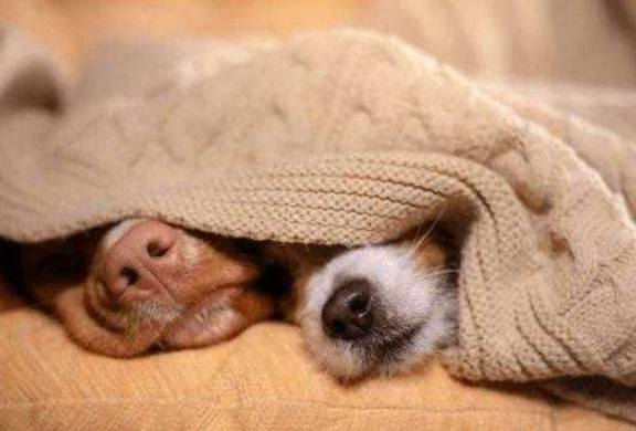 狗狗睡過夜訓練