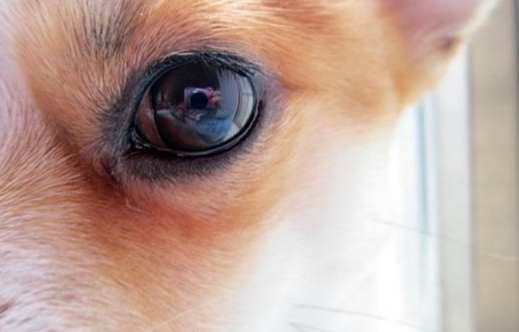 狗狗眼睛紅腫處理