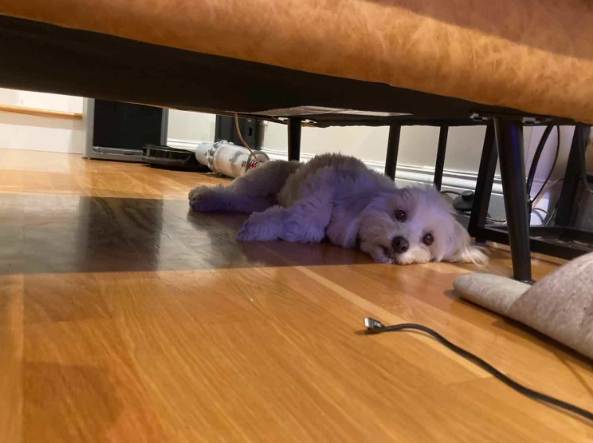 狗狗行為調整 狗狗行為調整