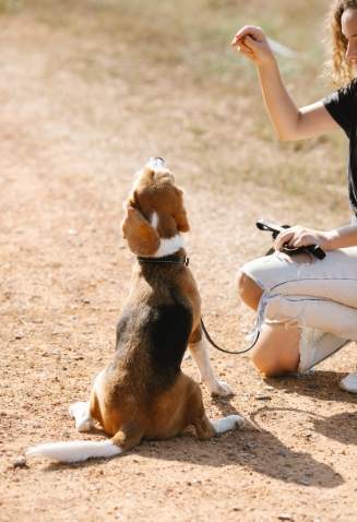 狗狗訓練課程 狗狗訓練課程