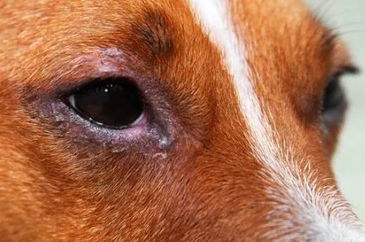 狗狗眼睛過敏
