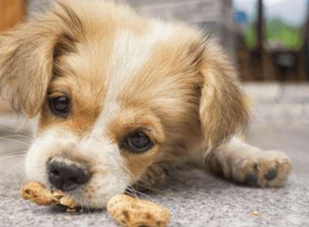 狗狗零食健康 狗狗零食健康