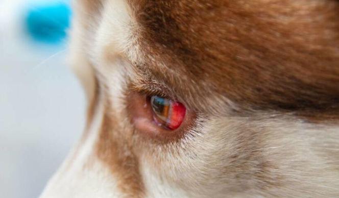 狗狗眼屎多原因