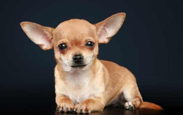 吉娃娃平均壽命 吉娃娃平均壽命