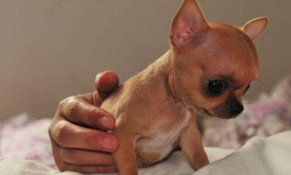 領養吉娃娃注意事項 領養吉娃娃注意事項