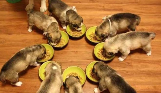 狗食慾不振原因