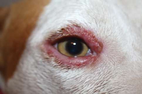寵物眼部疾病